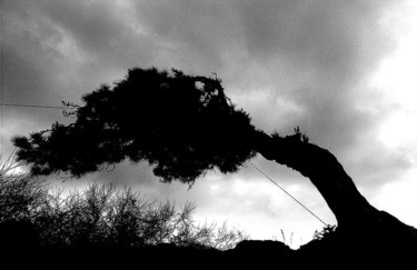 Fotografie mit dem Titel "Tree" von Heinz Baade, Original-Kunstwerk