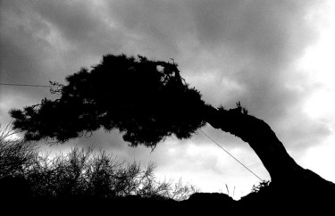 Fotografie mit dem Titel ""The Tree" - Spain,…" von Heinz Baade, Original-Kunstwerk