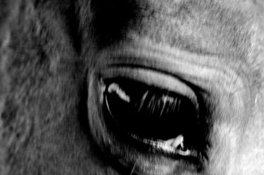 Fotografie mit dem Titel "Horse Eye" von Heinz Baade, Original-Kunstwerk