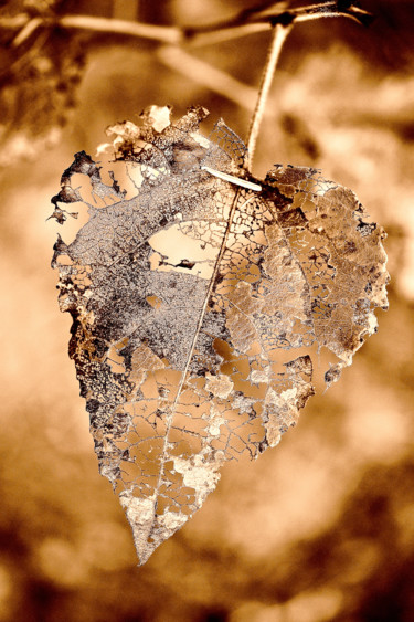 Fotografie getiteld "feuille d'or" door Hekography, Origineel Kunstwerk