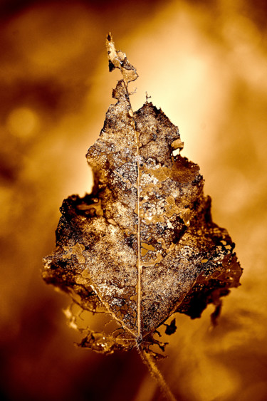 Photographie intitulée "pure gold" par Hekography, Œuvre d'art originale