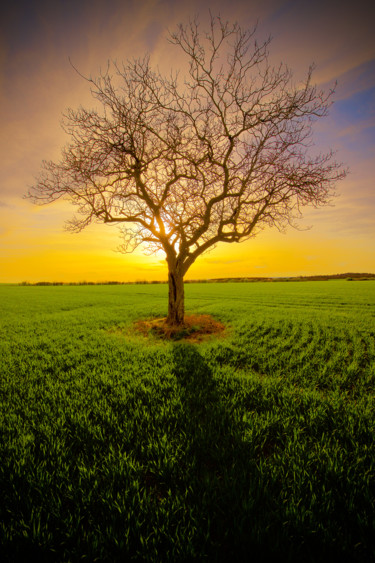 Photography titled "tree in life" by Hekography, Original Artwork