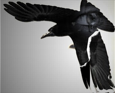 Digitale Kunst mit dem Titel "gebrochener Flügel" von Helen Grosswart, Original-Kunstwerk, Fotomontage