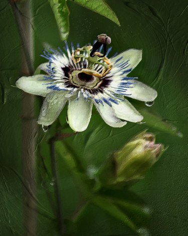 Digital Arts titled "Passiflora" by Helena Vintergreen, Original Artwork, Digital Painting