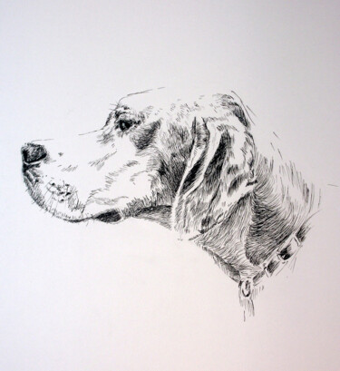 Drawing titled "Chien de chasse - B…" by Hélène Avot, Original Artwork, Pencil