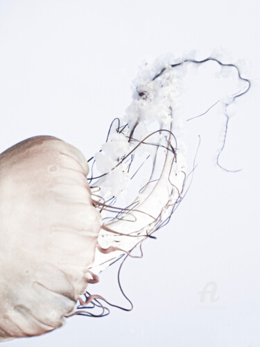 Photographie intitulée "Jellyfish#1" par Hélène Tourbine, Œuvre d'art originale, Photographie numérique