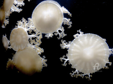 Photographie intitulée "Jellyfish #2" par Hélène Tourbine, Œuvre d'art originale, Photographie numérique