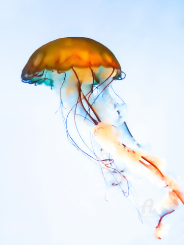 Photographie intitulée "Jellyfish #4" par Hélène Tourbine, Œuvre d'art originale, Photographie numérique