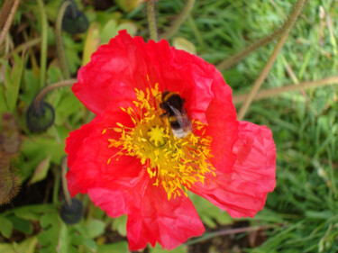 Photographie intitulée "Red flower" par Rainbow, Œuvre d'art originale, Photographie numérique