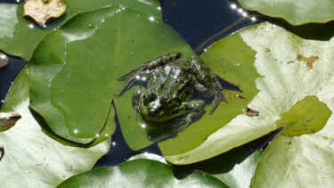 Photography titled "Frog 1" by Rainbow, Original Artwork, Digital Photography