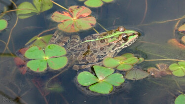 Фотография под названием "Frog 3" - Rainbow, Подлинное произведение искусства, Цифровая фотография