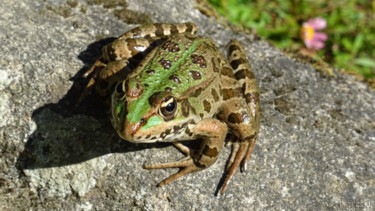 Photographie intitulée "Grenouille 4" par Rainbow, Œuvre d'art originale, Photographie numérique