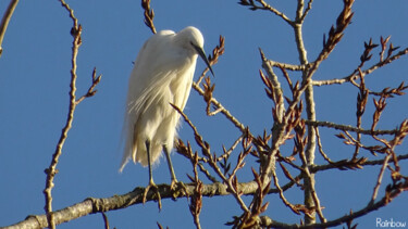 Photographie intitulée "Aigrette 1" par Rainbow, Œuvre d'art originale, Photographie numérique