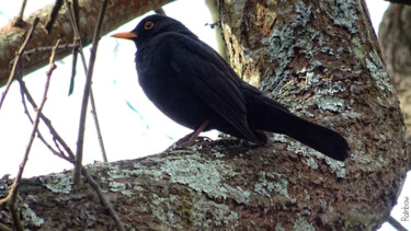 Photographie intitulée "Merle 1 (Merlin) ☺" par Rainbow, Œuvre d'art originale, Photographie numérique