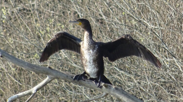 Photography titled "GRAND CORMORAN 4" by Rainbow, Original Artwork, Digital Photography