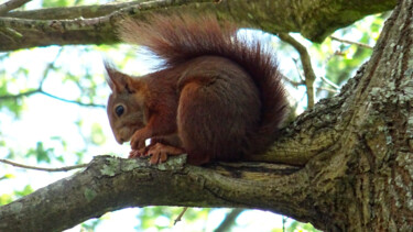 Photography titled "FLYING SQUIRREL 🐿️" by Rainbow, Original Artwork, Digital Photography