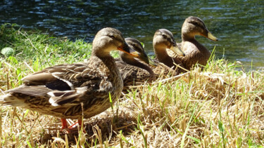 Photography titled "Canes" by Rainbow, Original Artwork, Digital Photography