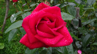 "rose 🌹" başlıklı Fotoğraf Rainbow tarafından, Orijinal sanat, Dijital Fotoğrafçılık
