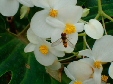 Photographie intitulée "ABEILLE 1 🐝" par Rainbow, Œuvre d'art originale, Photographie numérique