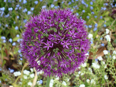 Fotografia zatytułowany „Flower 3” autorstwa Rainbow, Oryginalna praca, Fotografia cyfrowa