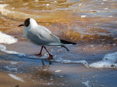 Photography titled "Seagull 1" by Rainbow, Original Artwork, Digital Photography