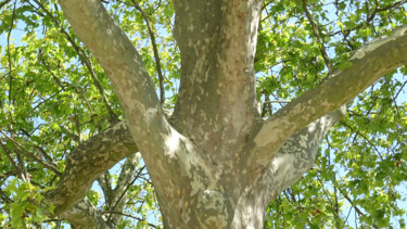 Photographie intitulée "Tree" par Rainbow, Œuvre d'art originale, Photographie numérique