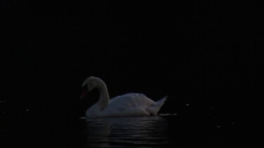 Fotografía titulada "Cygne 4" por Rainbow, Obra de arte original, Fotografía digital