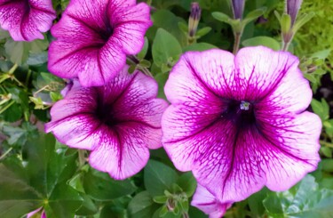 Fotografia zatytułowany „Paarse bloemen” autorstwa Henk Dekkers, Oryginalna praca, Fotografia cyfrowa