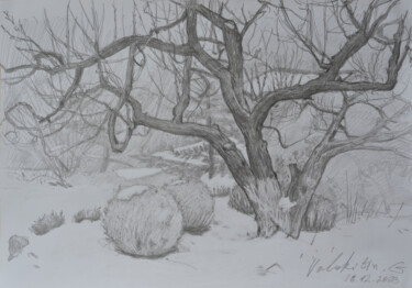 Drawing titled "Apricot tree and sn…" by Hennadii Volokitin, Original Artwork, Pencil