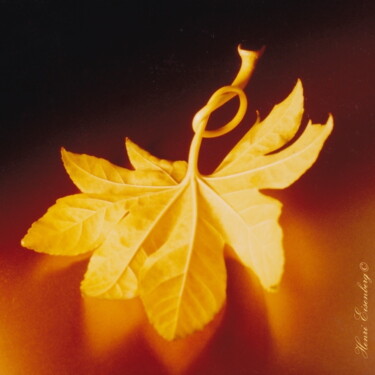 Photographie intitulée "Automne" par Henri Eisenberg, Œuvre d'art originale, Photographie non manipulée