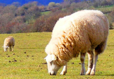 Photography titled "Sheep on Hill" by Henrietta, Original Artwork