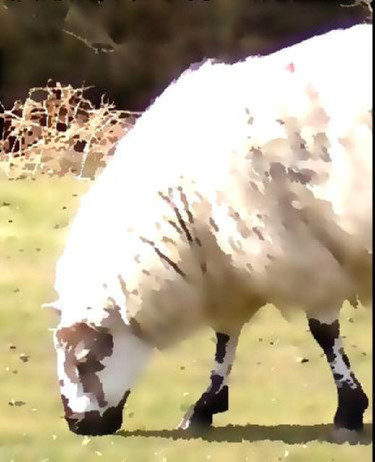 Photography titled "Sheep Close-Up" by Henrietta, Original Artwork