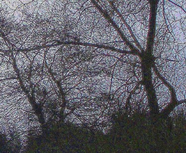 Photography titled "Abstract Vein Trees" by Henrietta, Original Artwork