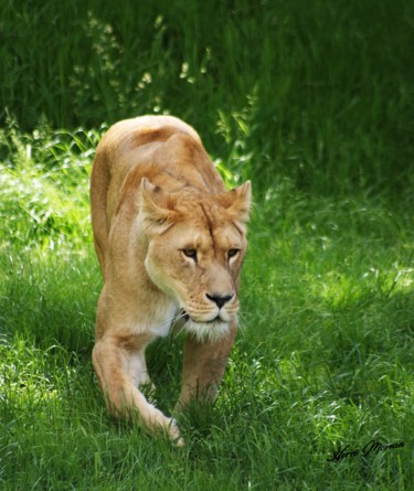 Fotografia zatytułowany „LIONNE CERZA DE LIS…” autorstwa Herve Morvan, Oryginalna praca, Fotografia cyfrowa