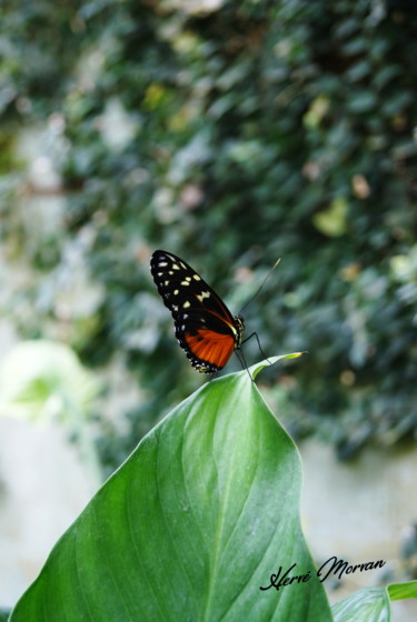 Photography titled "PAPILLON MOUCHETE" by Herve Morvan, Original Artwork, Digital Photography