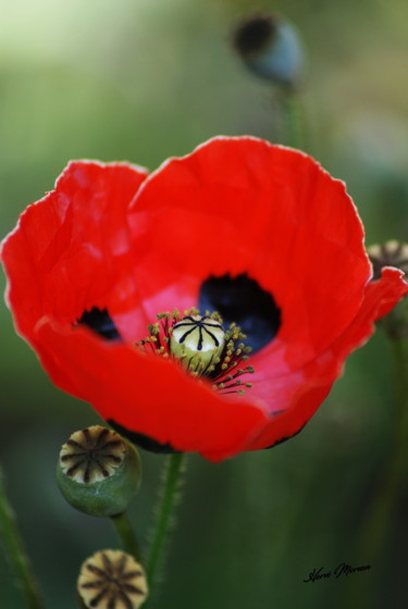 Photographie intitulée "COQUELICOT" par Herve Morvan, Œuvre d'art originale, Photographie numérique