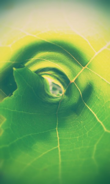 Photography titled "H.E.ART LEAF SPIRAL" by Himé Neicha, Original Artwork, Manipulated Photography