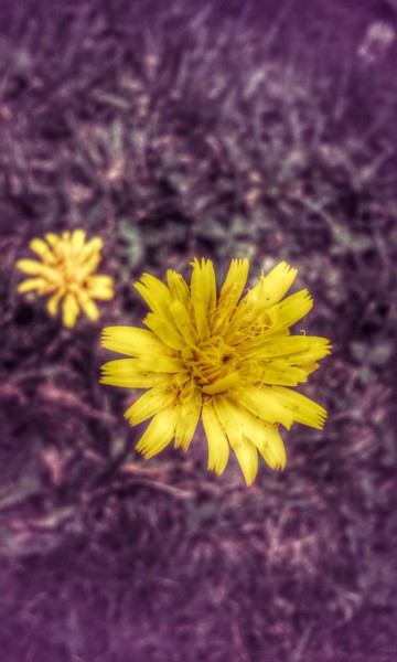 "Yellow" başlıklı Fotoğraf Himé Neicha tarafından, Orijinal sanat, Fotoşoplu fotoğrafçılık