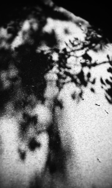 摄影 标题为“Un lama dans l'ombre” 由Himé Neicha, 原创艺术品, 数码摄影