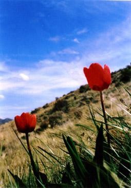 Photographie intitulée "Redflowers #1" par Hinsel Scott, Œuvre d'art originale