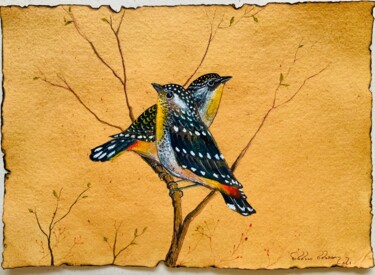 Dibujo titulada "Spotted Pardalote" por Hiranya R, Obra de arte original, Acuarela