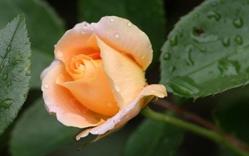 Photography titled "Peach Rose Covered…" by Hirata Digital, Original Artwork