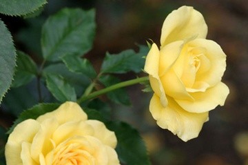 Photography titled "Yellow Rosebuds" by Hirata Digital, Original Artwork