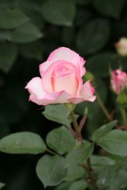 Photography titled "Pale Pink Rosebud" by Hirata Digital, Original Artwork