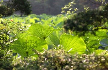 Photography titled "In a Japanese Garden" by Hirata Digital, Original Artwork
