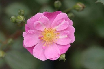 Photography titled "Light Pink Rose in…" by Hirata Digital, Original Artwork