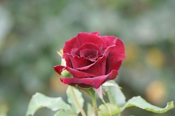 Photography titled "Burgundy Rose" by Hirata Digital, Original Artwork