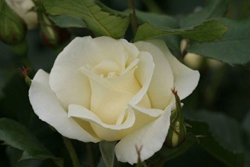 Photography titled "Rose.5677.jpg" by Hirata Digital, Original Artwork