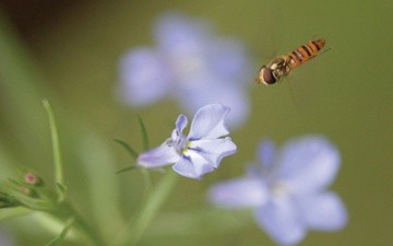Photography titled "Bee Preparing to La…" by Hirata Digital, Original Artwork