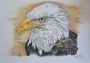 Disegno intitolato "bald eagle" da Hiten Mistry, Opera d'arte originale, Matita